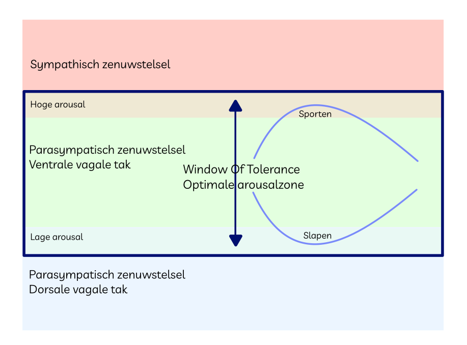 Model Window Of Tolerance met weergave van soorte activatie